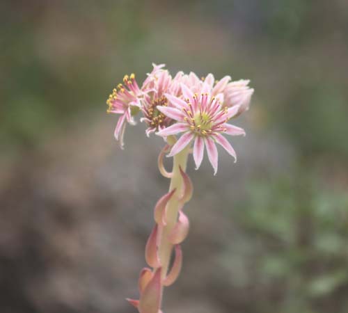 �Z���y���r�u���A�炭�₱�̉Ԋ�