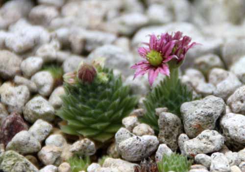 �Z���y���r�u���A�炭�₱�̉Ԋ�