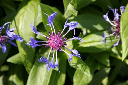 �Z���g�[���A�A�炭�₱�̉Ԋ�