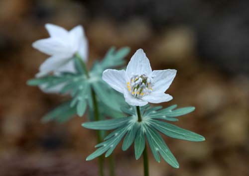 �Z�c�u���\�E�A�炭�₱�̉Ԋ�