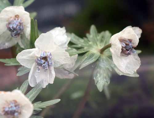 �Z�c�u���\�E�A�炭�₱�̉Ԋ�