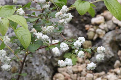 �V�W�~�o�i�A�炭�₱�̉Ԋ�