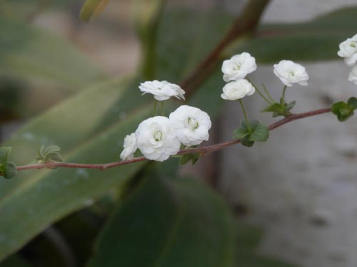 �V�W�~�o�i�A�炭�₱�̉Ԋ�