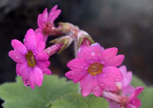 �V�R�N�J�b�R�\�E�A�炭�₱�̉Ԋ�