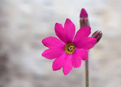 �V�R�N�J�b�R�\�E�A�炭�₱�̉Ԋ�