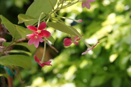 �V�N���V�A�炭�₱�̉Ԋ�