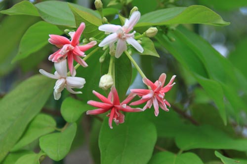 �V�N���V�A�炭�₱�̉Ԋ�