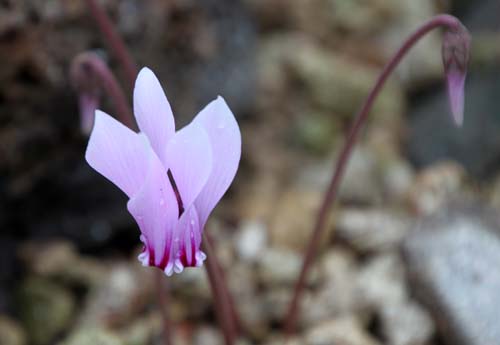 �V�N�������E�A�t���J�k���A�炭�₱�̉Ԋ�