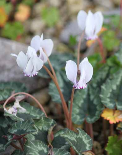 �V�N�������E�w�f���t�H���E���A�炭�₱�̉Ԋ�