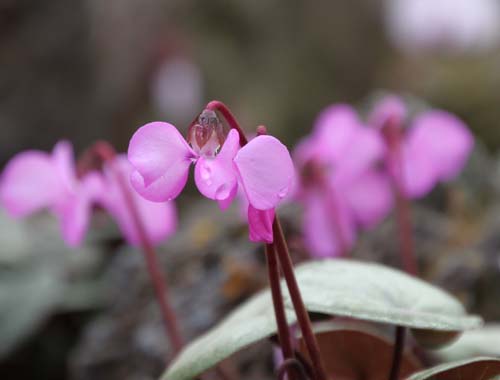 �V�N�������E�V���o�[���[�t�A�炭�₱�̉ԊقŎB�e