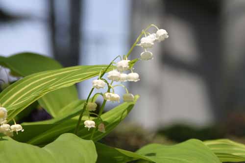 �V�}�t�Z�C���E�X�Y���� �炭�₱�̉Ԋ�