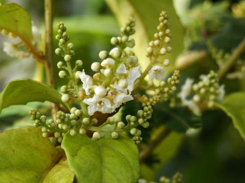 �V�}�C�Y�Z�������E�A�炭�₱�̉Ԋ�