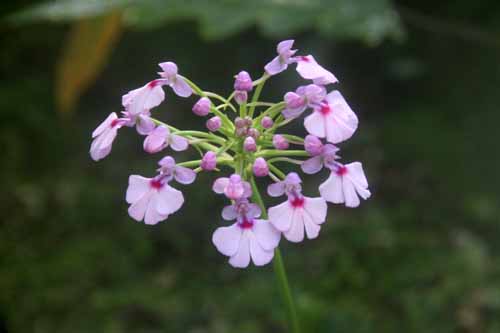 �V�m���L�X�E�O�b�^�[�^�A�炭�₱�̉Ԋ�