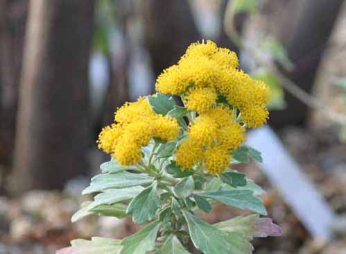 �V�I�M�N�A�炭�₱�̉Ԋ�