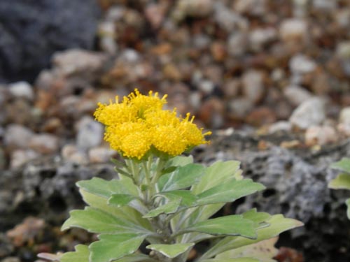 �V�I�M�N�A�炭�₱�̉Ԋ�