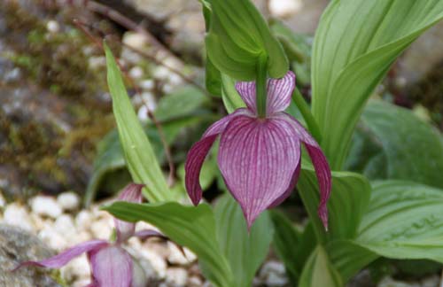 �V�v���y�f�B�E���A�炭�₱�̉Ԋ�