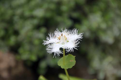 �V���q�Q�\�E�A�炭�₱�̉Ԋ�