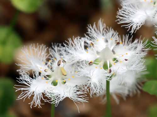 �V���q�Q�\�E�A�炭�₱�̉Ԋ�