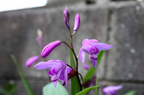 �V�����i�����j