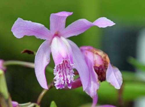 �V�����i�����j