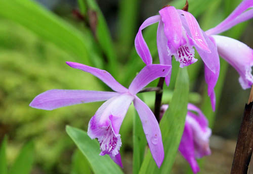 �V�����i�����j