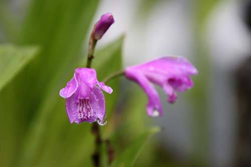 �V�����i�����j