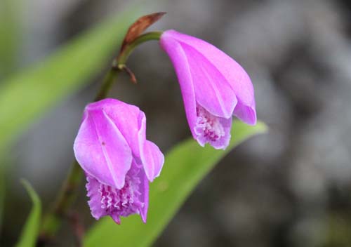 �V�����i�����j