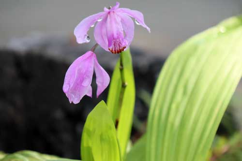 �V�����i�����j