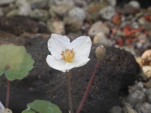 �V�����L�Q�V�A�炭�₱�̉Ԋ�