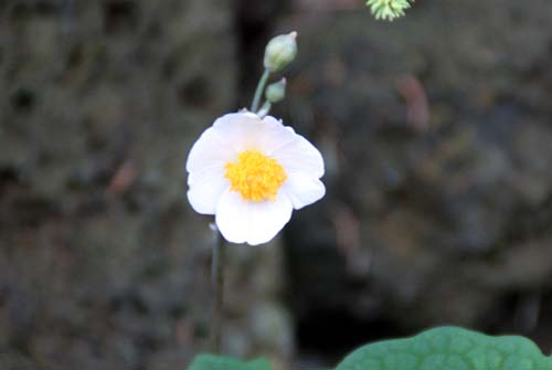 �V�����L�Q�V�A�炭�₱�̉Ԋ�