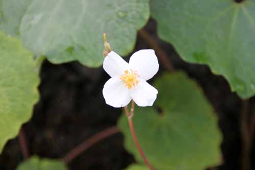 �V�����L�Q�V�A�炭�₱�̉Ԋ�