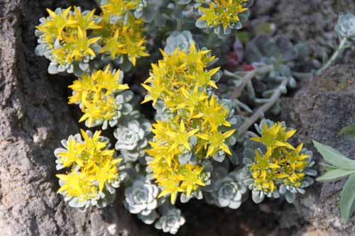 �V�����L�~�Z�o���A�炭�₱�̉Ԋ�