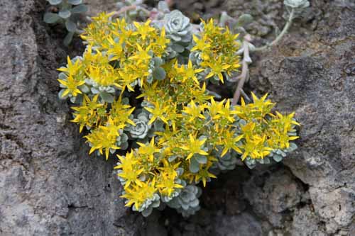 �V�����L�~�Z�o���A�炭�₱�̉Ԋ�