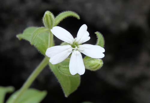 �V���l�E�T�J���l���V�X�A�炭�₱�̉Ԋ�