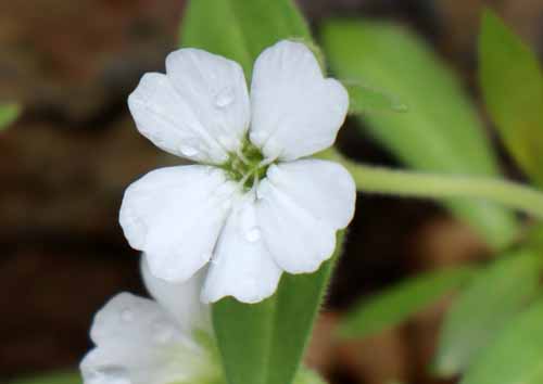 �V���l�E�T�J���l���V�X�A�炭�₱�̉Ԋ�