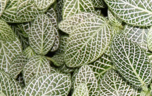 �V���A�~���O�T�A�炭�₱�̉Ԋ�