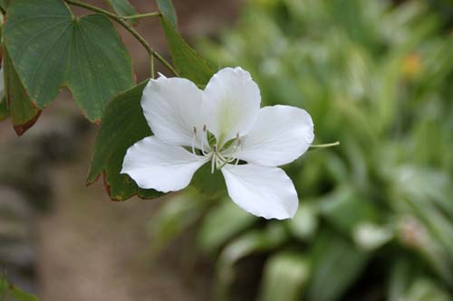 �V���o�i�\�V���J�A�炭�₱�̉Ԋ�