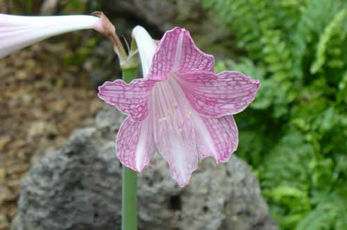 �V���X�W�A�}�����X�A�炭�₱�̉Ԋ�