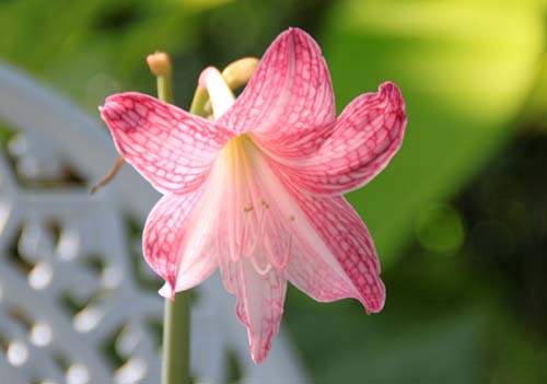 �V���X�W�A�}�����X�A�炭�₱�̉Ԋ�