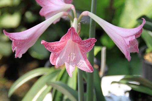 �V���X�W�A�}�����X�A�炭�₱�̉Ԋ�