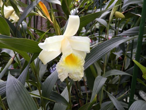 �\�u�����A�E�N�T���g���E�i�A�炭�₱�̉Ԋ�