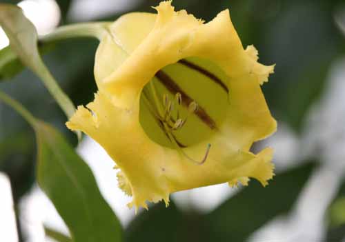 �\�}���h���E�}�L�V�}�A�炭�₱�̉Ԋ�