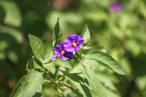 �\���i���E�����g�l�b�e�B�A�炭�₱�̉Ԋ�