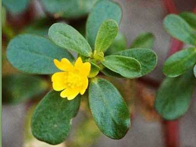 �X�x���q��