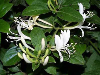 �X�C�J�Y��