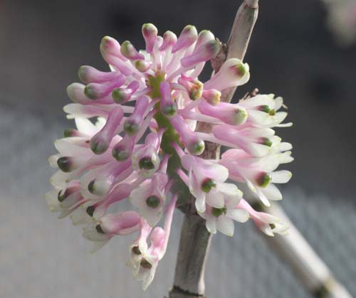 �f���h���r�E���E�X�~���A�G�A�炭�₱�̉Ԋ�