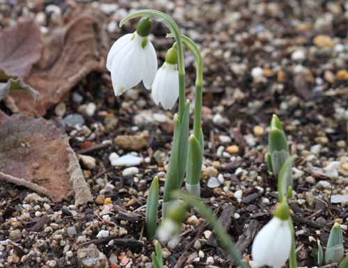 �X�m�[�h���b�v�A�炭�₱�̉Ԋ�