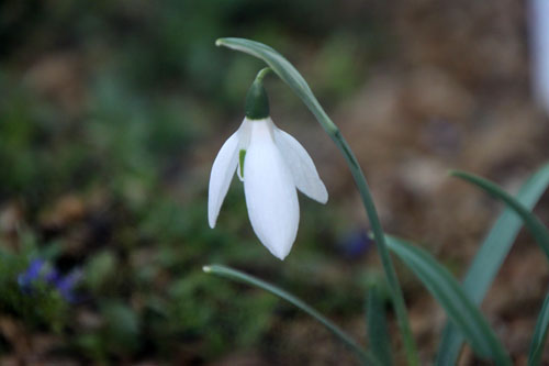 �X�m�[�h���b�v�A�炭�₱�̉Ԋ�