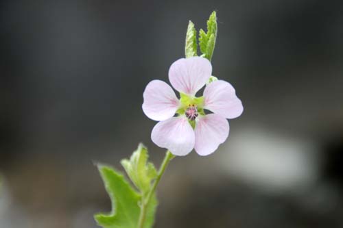 �X�p�G�����P�A�A�炭�₱�̉Ԋ�