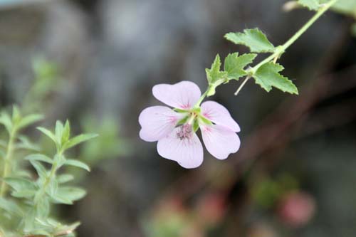 �X�p�G�����P�A�A�炭�₱�̉Ԋ�